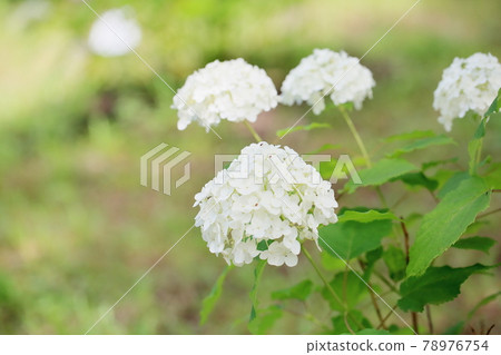 Annabell Flowers fellation paris