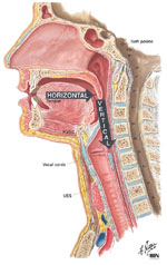 mature swallow tube