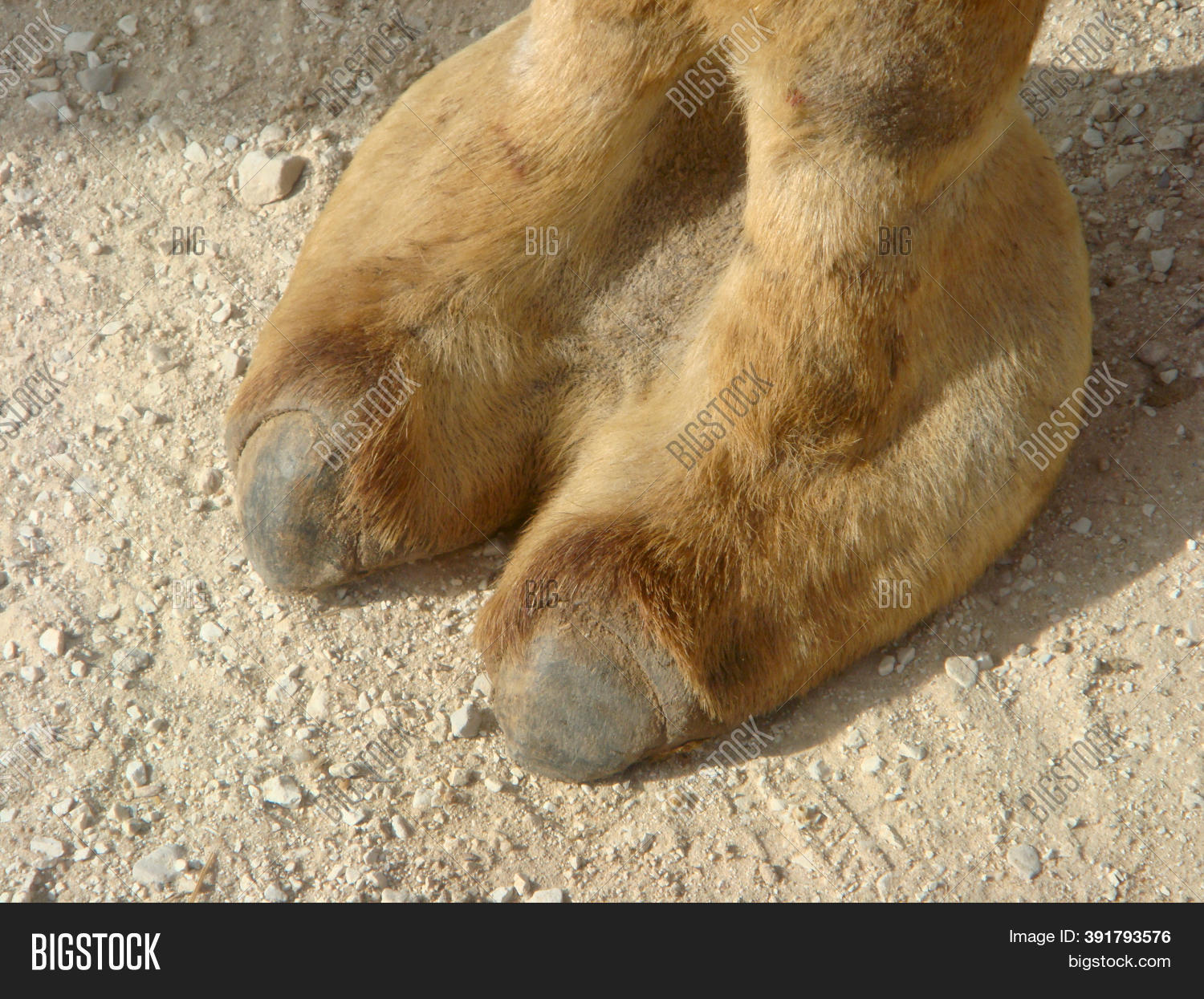 cutest camel toe