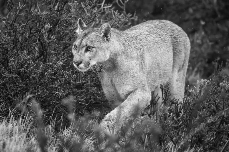 curtis lake recommends Wet Cougars