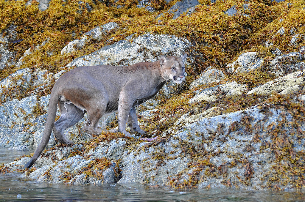 Wet Cougars vagina uncensored